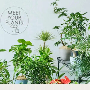 パーソナル診断で自分に合う観葉植物が見つかるオンラインストア【AND PLANTS】